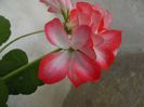 orange bicolor