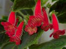 Kohleria Cecilia (ni)