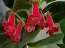Kohleria Cecilia (ni)