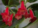 Kohleria Cecilia (ni)