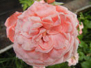 Rose Pleasure (2013, June 08)