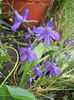 Delphinium consolida (2013, June 08)