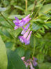 Vicia villosa (2013, June 09)