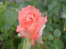 Bright Salmon Rose (2013, June 04)