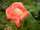 Bright Salmon Rose (2013, June 08)