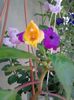 impatiens de la dorina balas