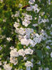 Nepeta cataria white-Catusnica -15 lei/ buc