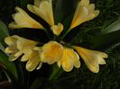 Citrina