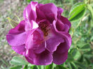 rhapsody in blue
