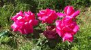 DSCF4001
