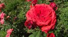 DSCF4022