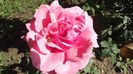 DSCF4024