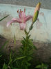 Picture 010