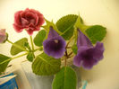 IMAG0054