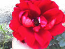 11-06-13_sympathie urcator