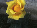 11-06-13_0652