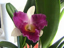 cattleya alb cu mov 2013.06.11