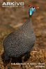 Front-profile-of-helmeted-guineafowl