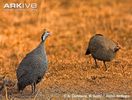 Helmeted-guineafowl-calling