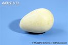 Helmeted-guineafowl-egg