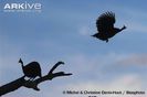 Helmeted-guineafowl-in-flight-at-dusk