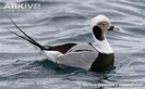 male-long-tailed-duck