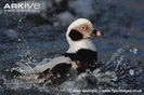 male-long-tailed-duck-bathing