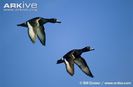 Tufted-ducks-in-flight