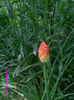kniphophia