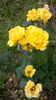 12.06.2013 golden delight