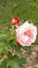 12.06.2013 double parfume