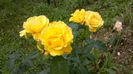 12.06.2013 golden delight