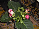 11 iunie (3)