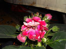 11 iunie (4)
