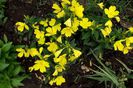 oenothera