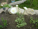 Picture 019