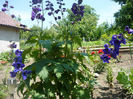 Picture 040