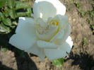Picture 046