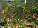 DSCN4104