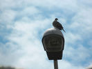 DSCN4106