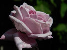 DSCN4125