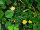 DSCN4132
