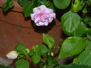 DSCN4105