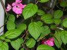 DSCN4145