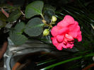 DSCN4147