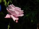 DSCN4192