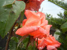 Rose Artistry (2013, June 12)
