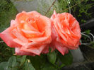 Rose Artistry (2013, June 12)