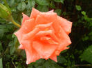 Rose Monica (2013, June 12)