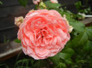 Rose Pleasure (2013, June 12)